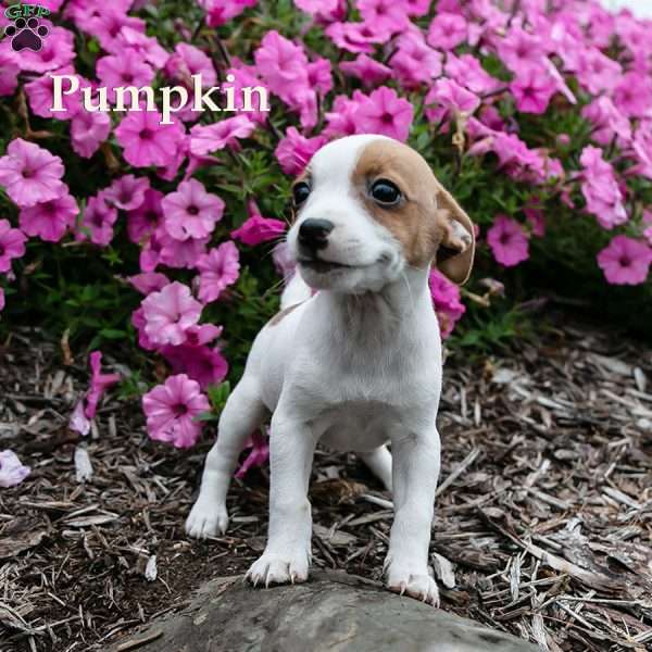 Pumpkin, Jack-A-Ranian Puppy